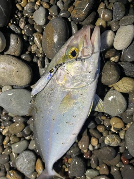 朝マズメはマキマキを手返しよく投げることが釣果に繋がります♪