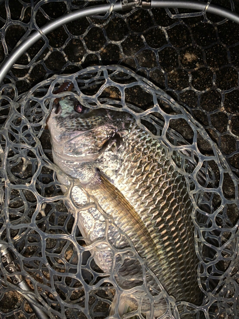 チヌハンターパート35