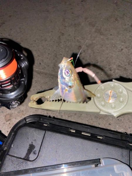 ようやくシーズン到来