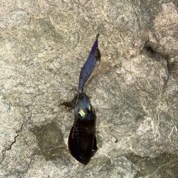 ナイトエギング！！