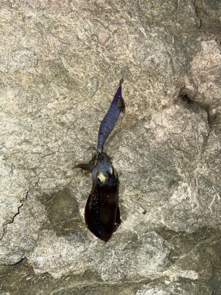 ナイトエギング！！