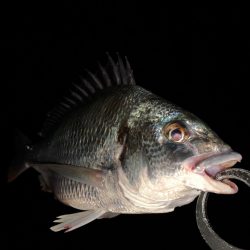 チヌハンターパート29