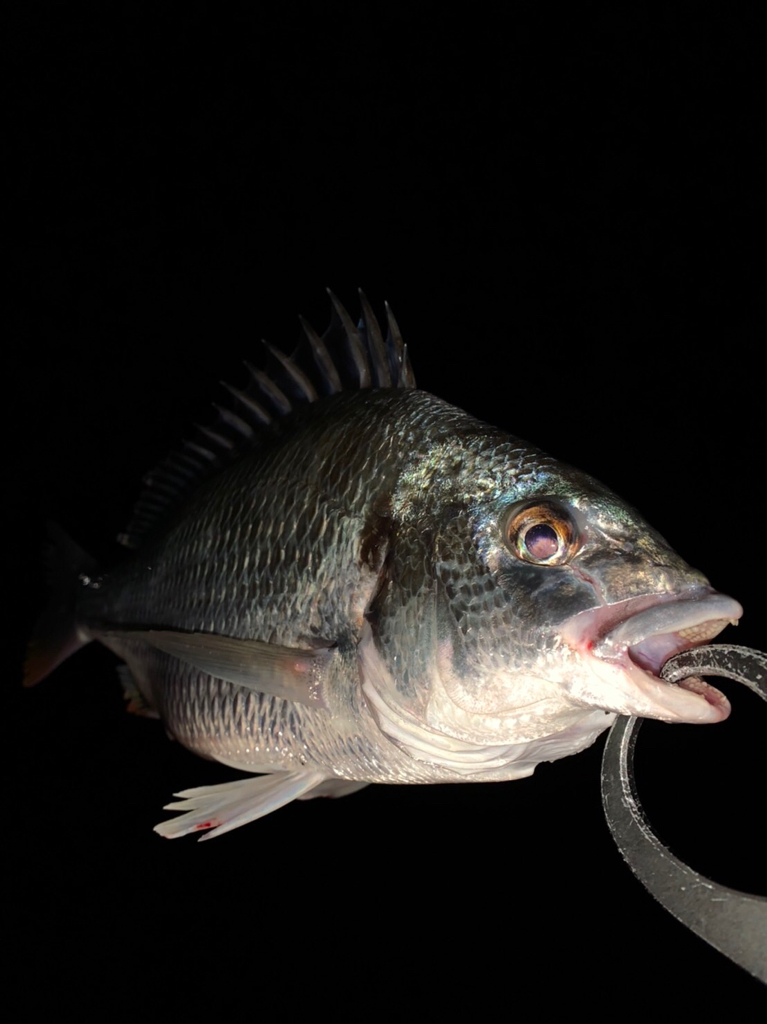 チヌハンターパート29