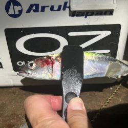 アジはどこに行った！