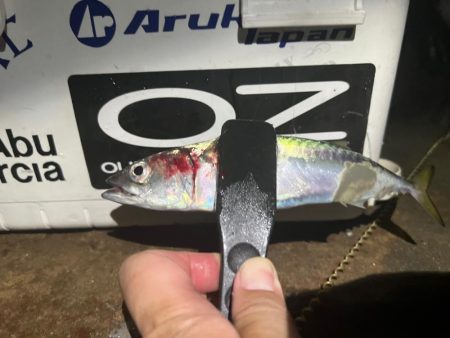 アジはどこに行った！