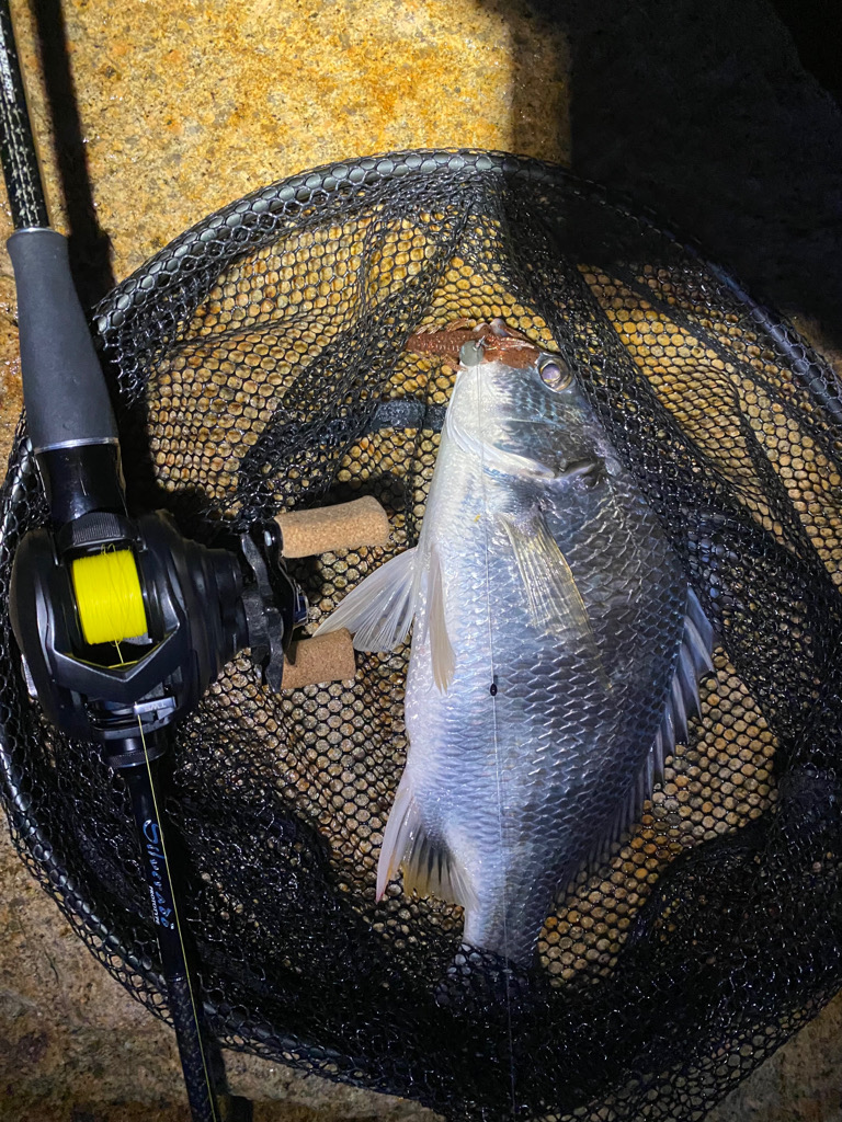 チニング  雨最強