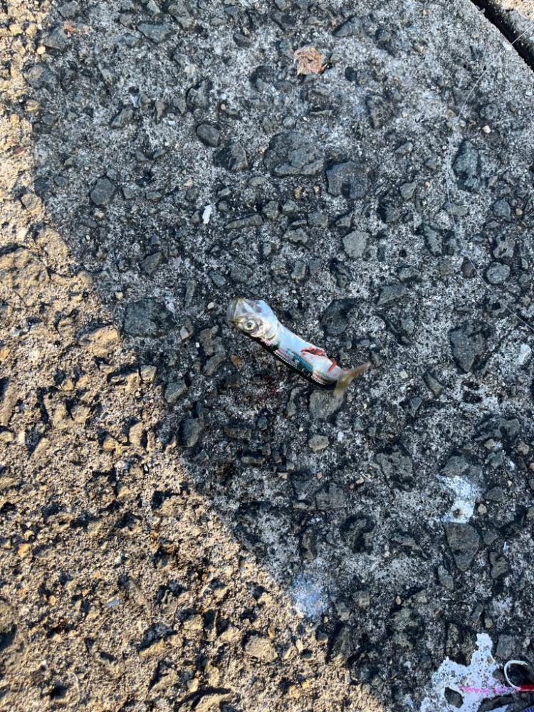 3年ぶりのショアジギ