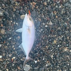 サーフでまたショゴ！