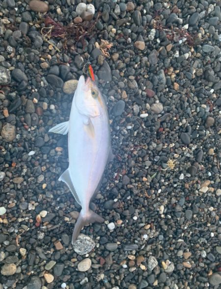 サーフでまたショゴ！