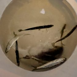 夜間オフショア