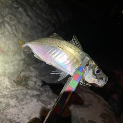 癒しのアジング