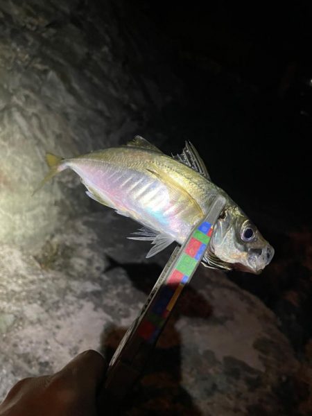 癒しのアジング