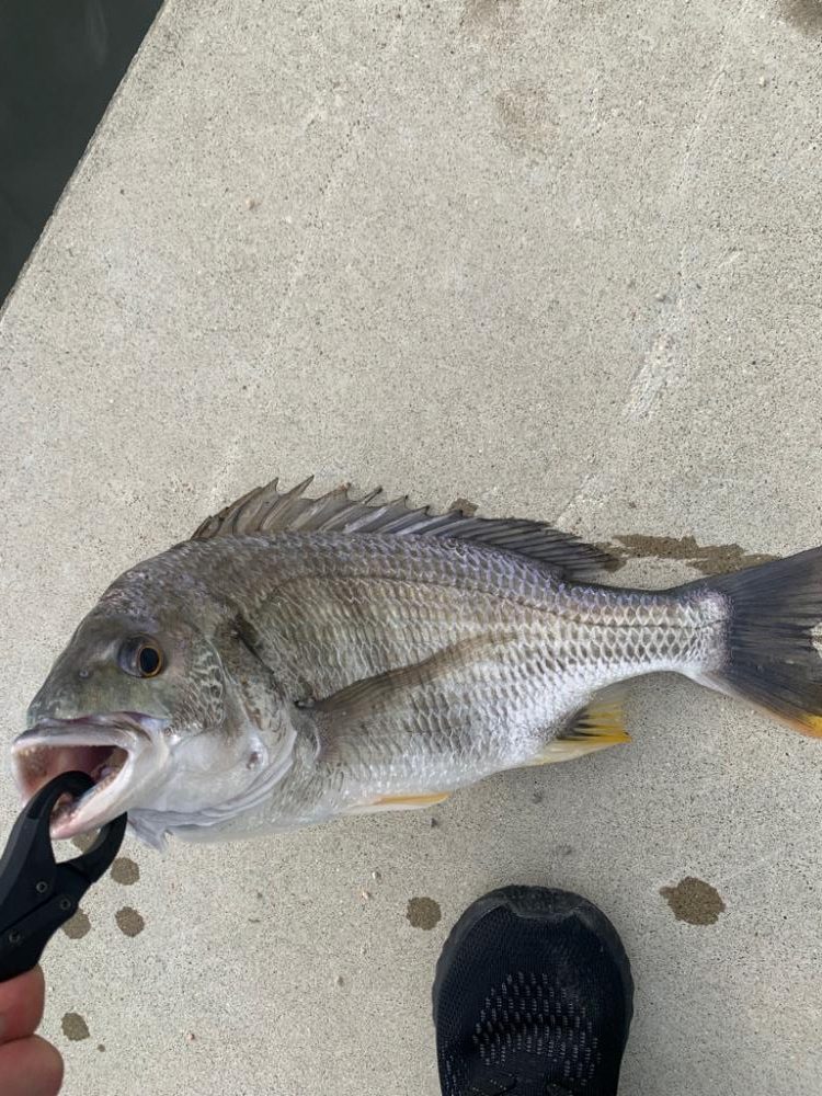 ベイトチヌトップ