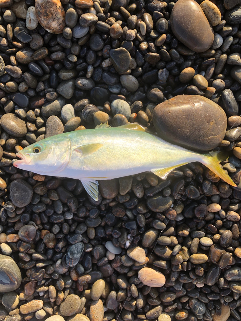 まだまだ小さいね