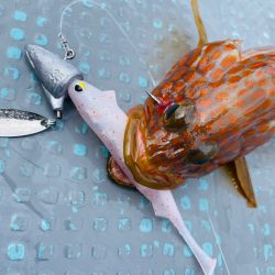 シャローロックフィッシュゲーム