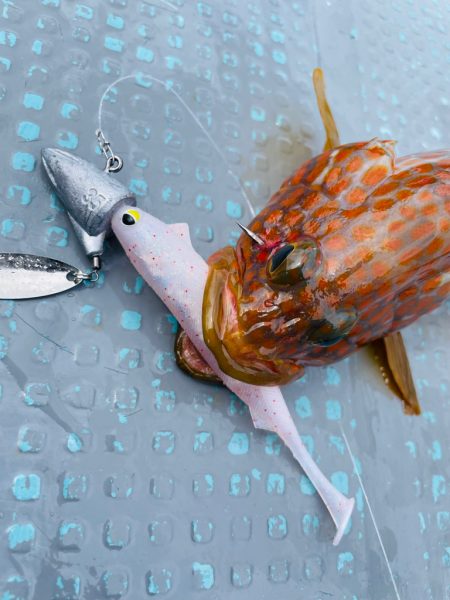 シャローロックフィッシュゲーム