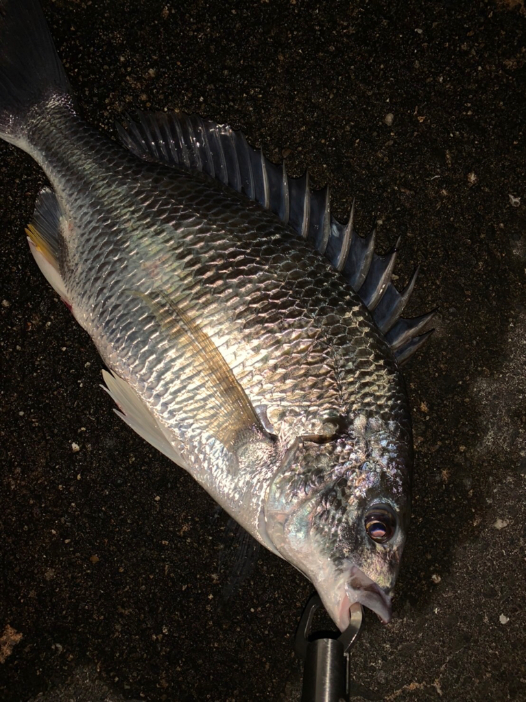 淀川のチニングでついに年無しが！