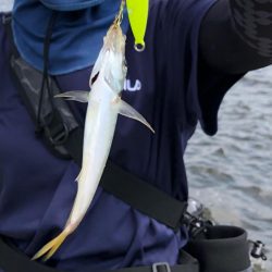 サバ、カタクチイワシで賑やかです！