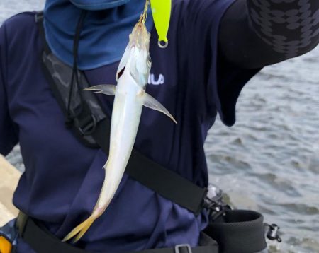 サバ、カタクチイワシで賑やかです！