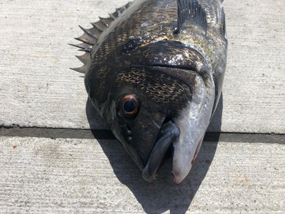 猛暑朝からエビ撒き