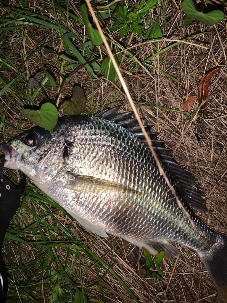 チヌハンターパート33