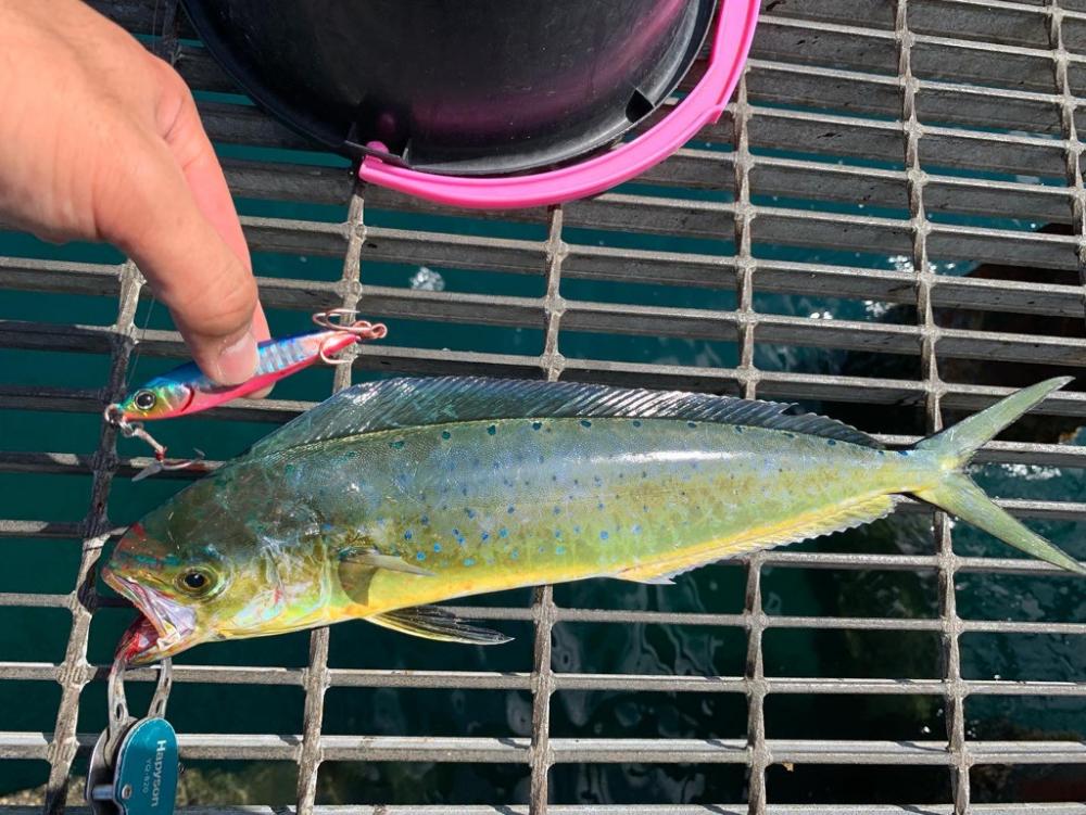 小さいのに引きがヤバい‼︎