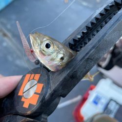 爆釣豆アジング