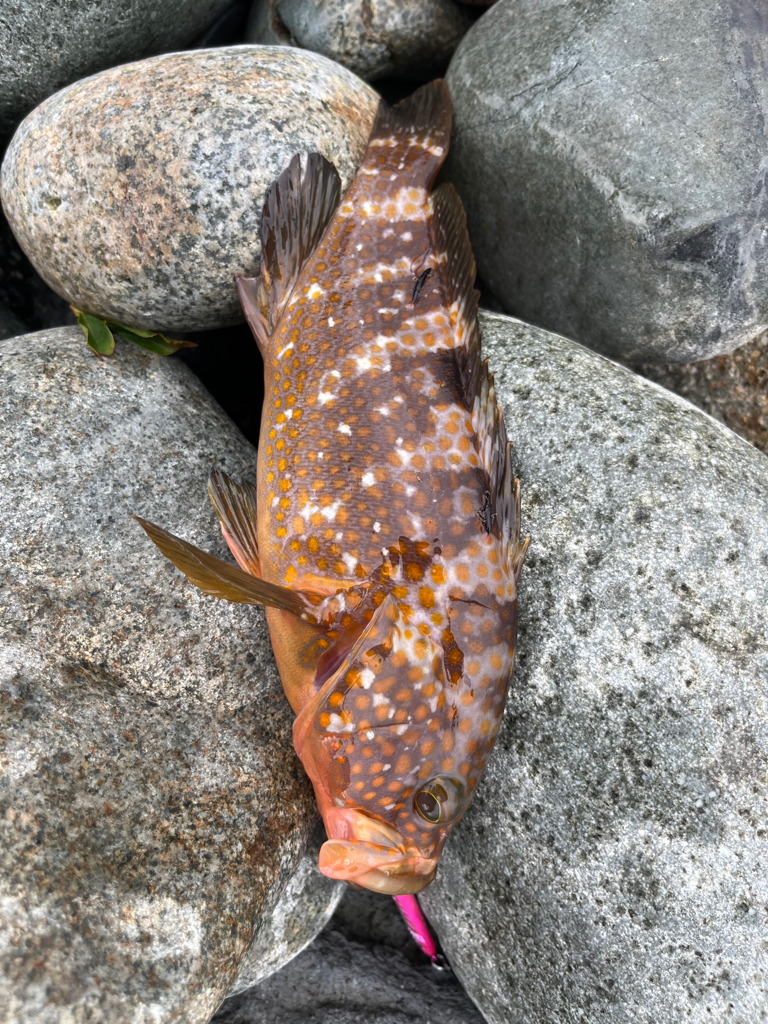 シーバス釣れました