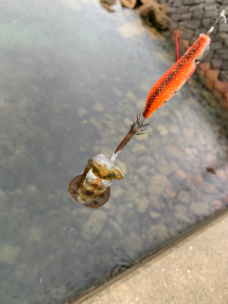 今年の初タチウオ!