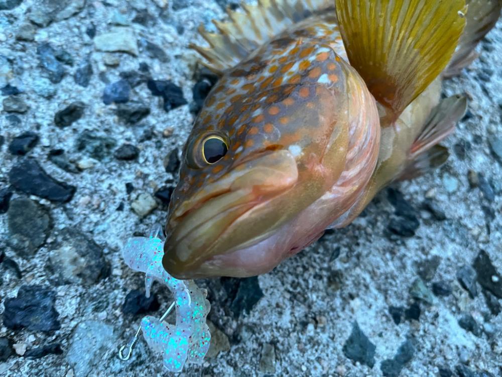 朝マズメ1投目で