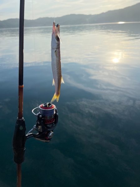 カマス釣り