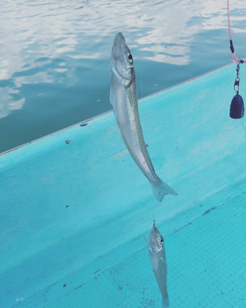 ボートでキス釣り