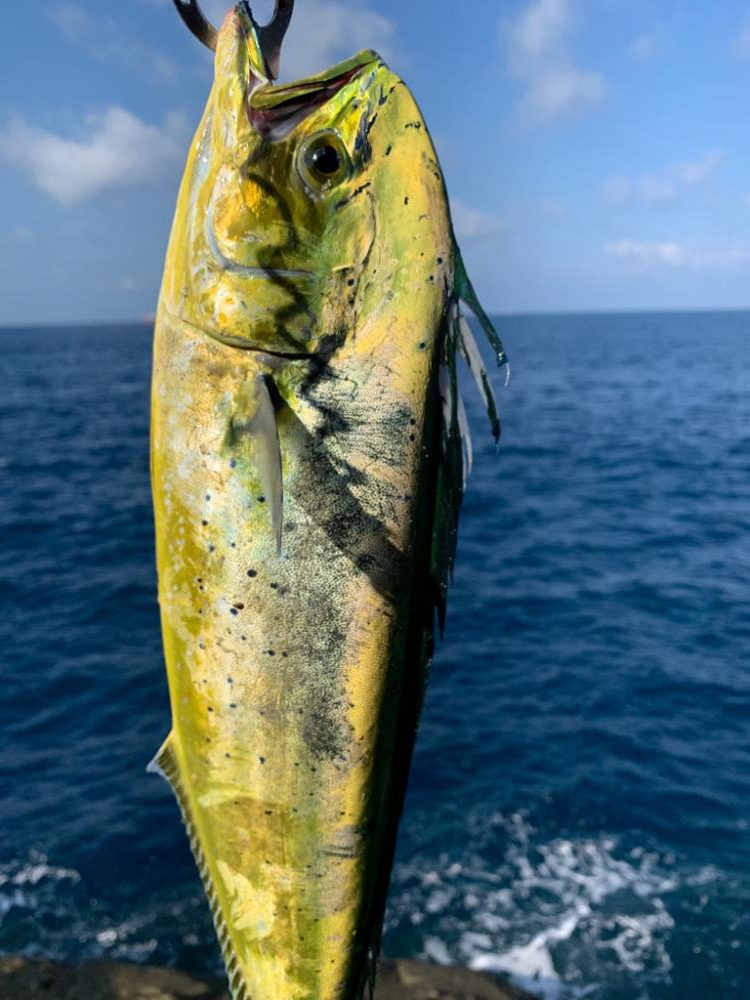 沖磯シイラゲーム