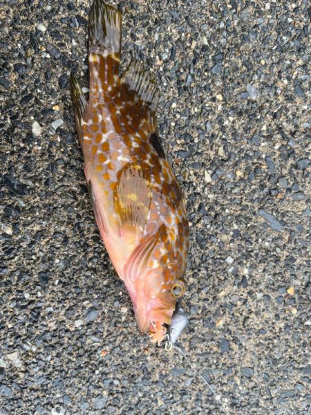 根魚、アオリイカ