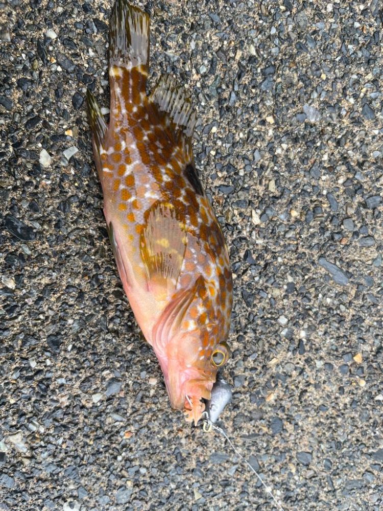 根魚、アオリイカ