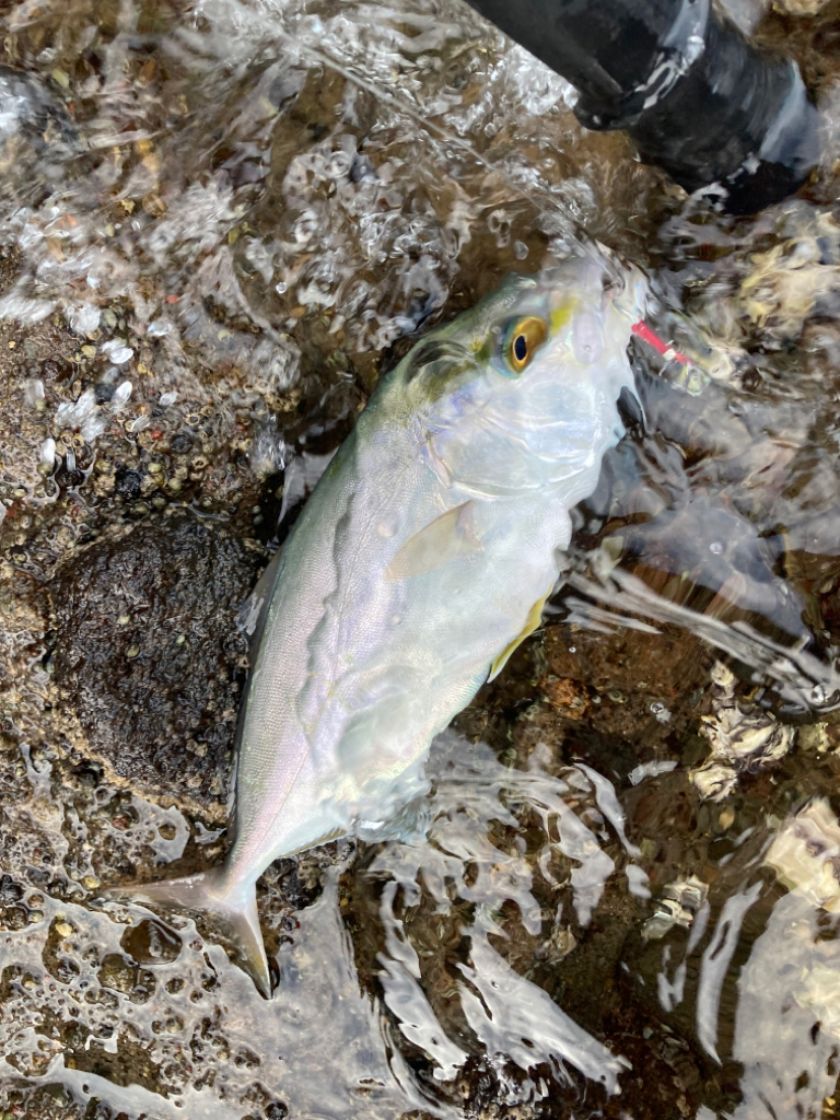 カンパチ（ネリゴ）をゲット！