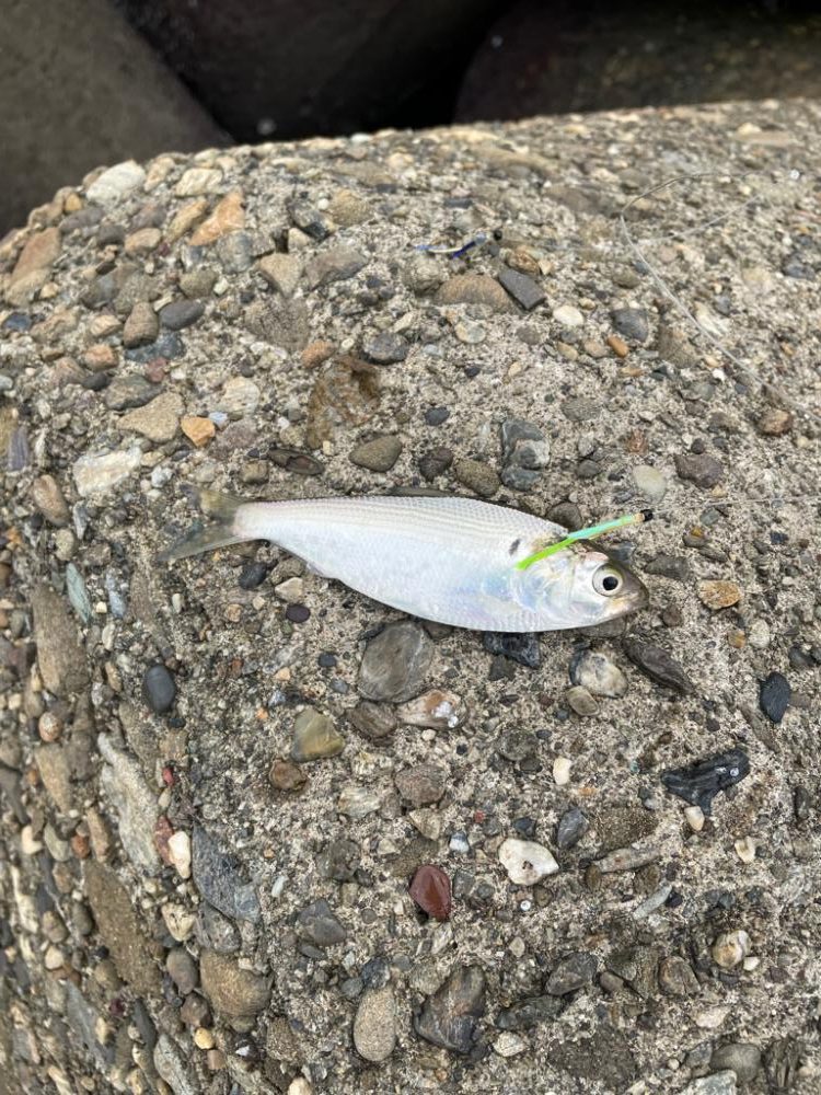 デイゲーム ３魚種制覇！