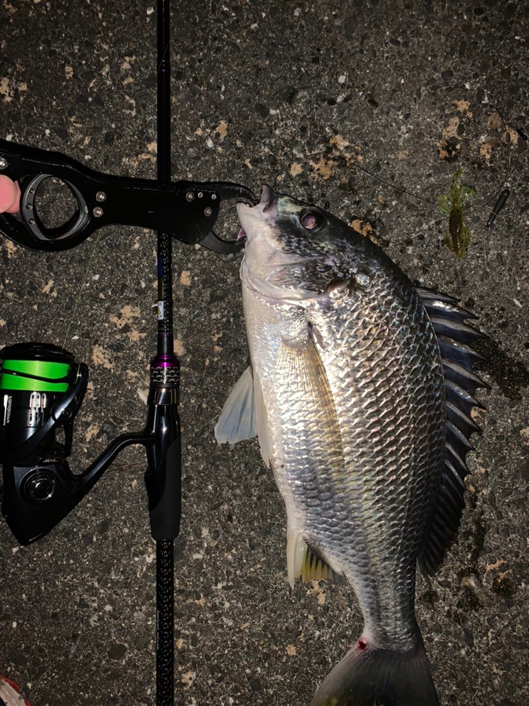 チヌハンターパート34