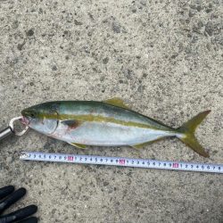 ツバス釣れた！