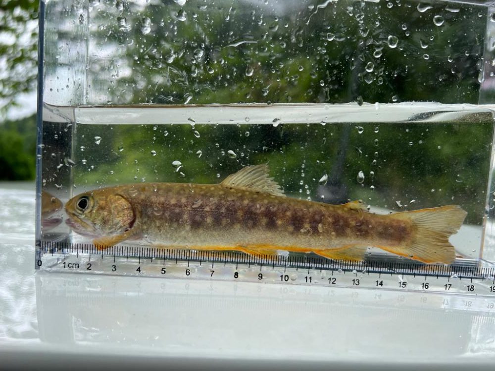 渓流チャレンジ