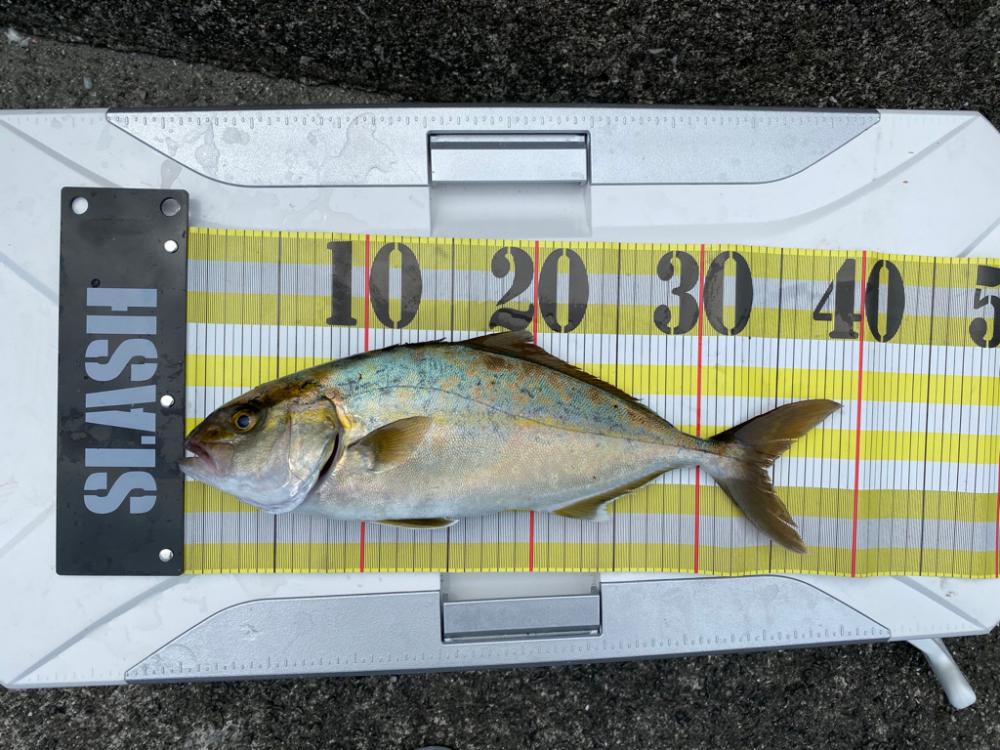 カゴ釣りでネイリ