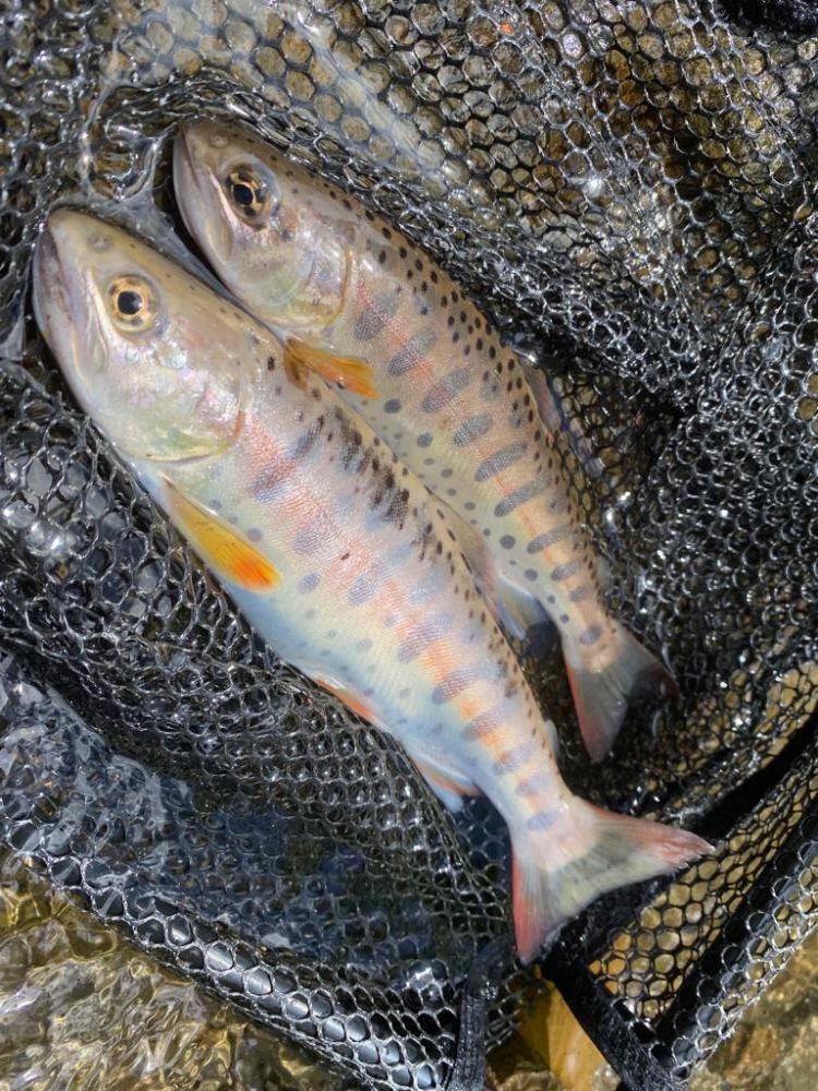 人の立ち入ってない沢！