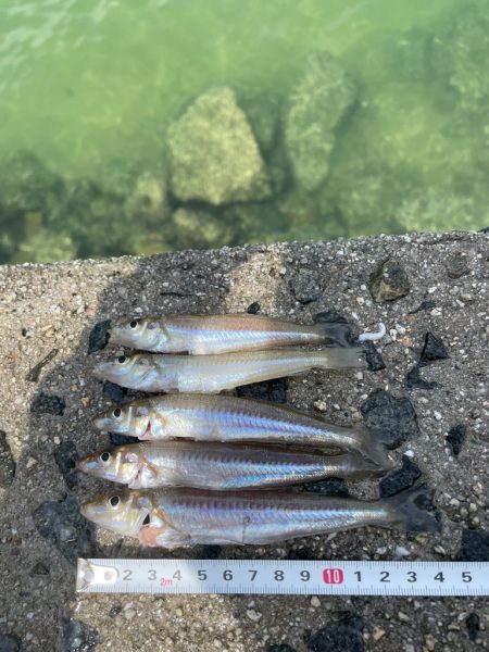 釣り方定まらず。