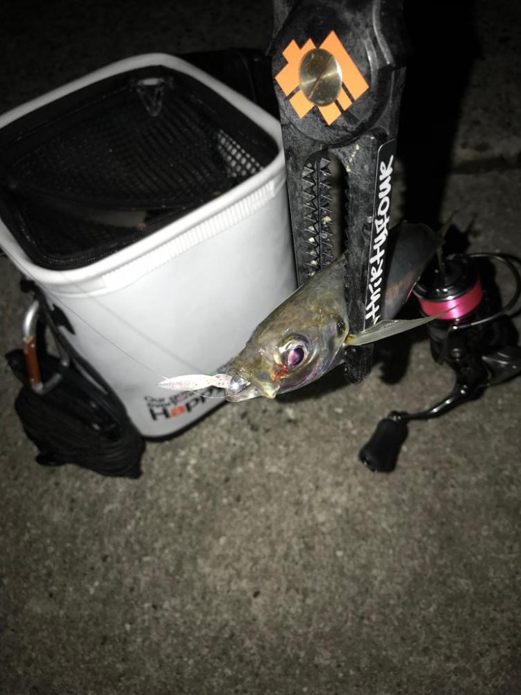 久しぶりの釣行🎣