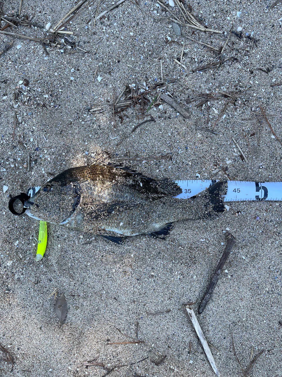 トップチニング!!