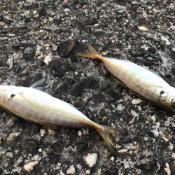 たまにサビキ。飽きたら穴釣り。