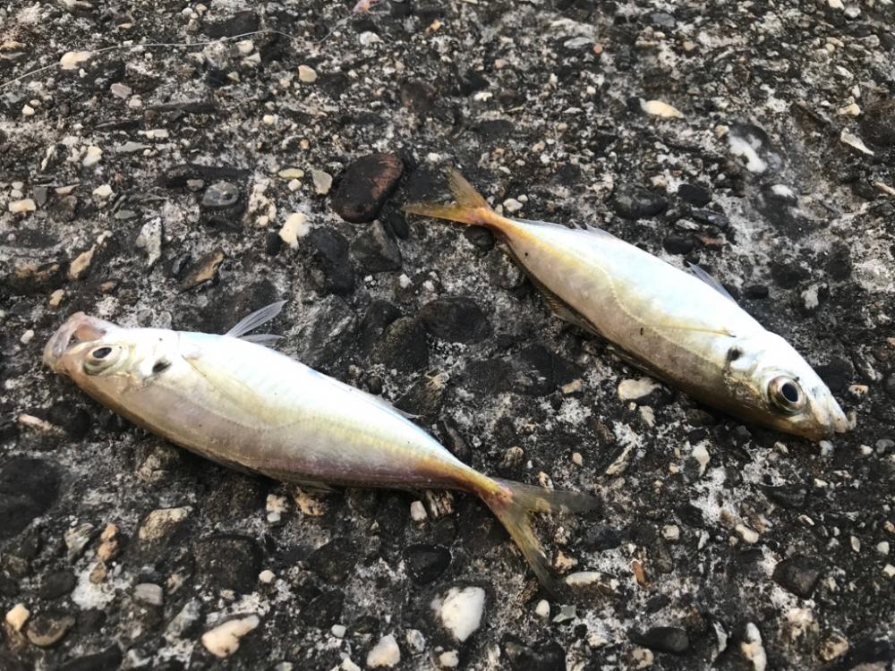 たまにサビキ。飽きたら穴釣り。