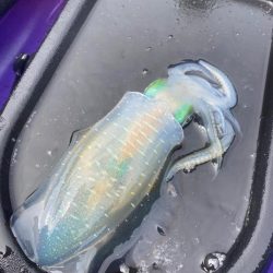 アオリイカ開幕戦