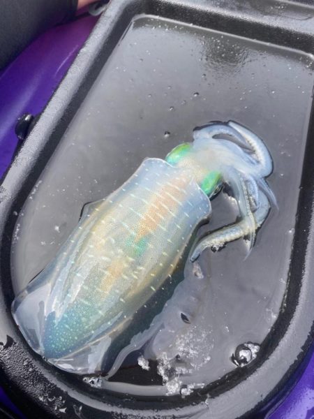 アオリイカ開幕戦