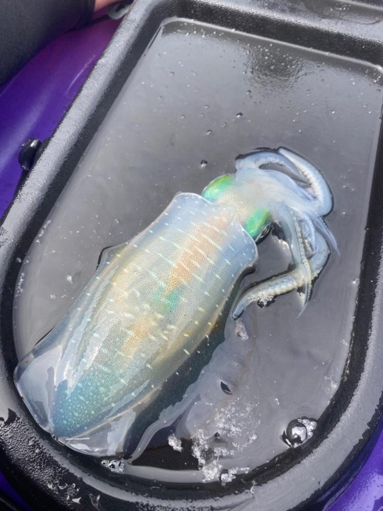 アオリイカ開幕戦